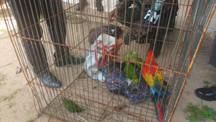 Hombres con aves exóticas en Puerto Lempira