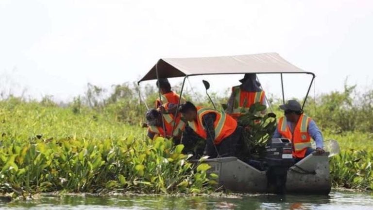 Retiran lirios del Lago de Yojoa