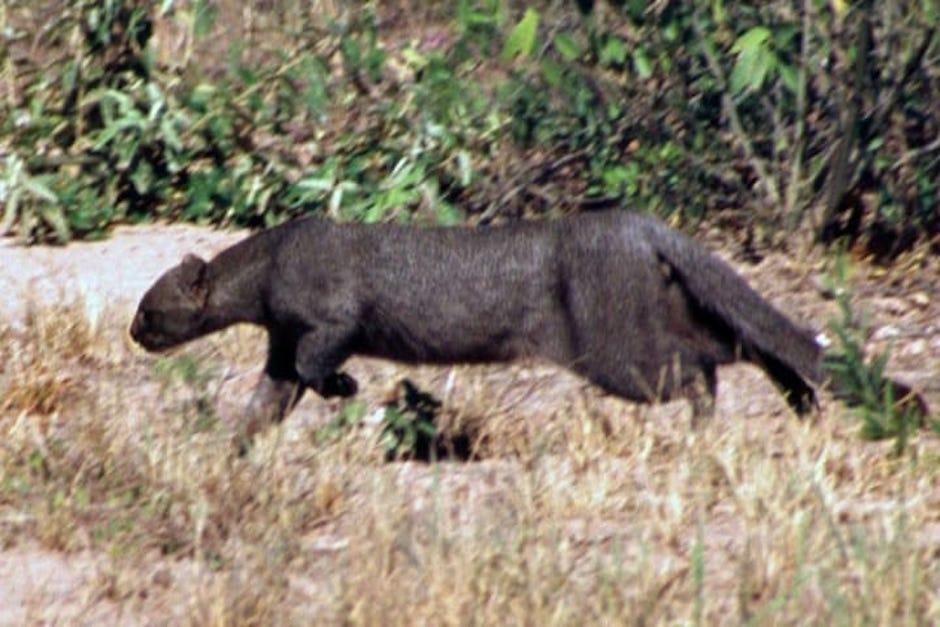 gato de monte