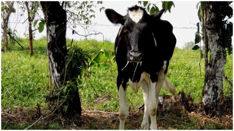 Caso de rabia bovina en Santa Bárbara