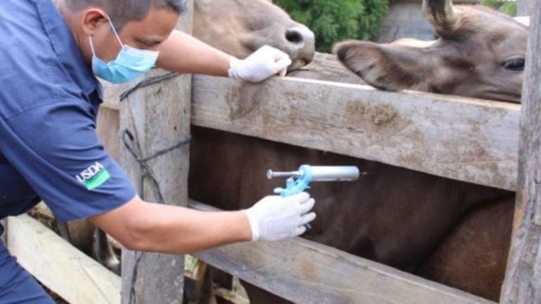 Alarma en Santa Bárbara: 20 personas contagiadas con rabia bovina