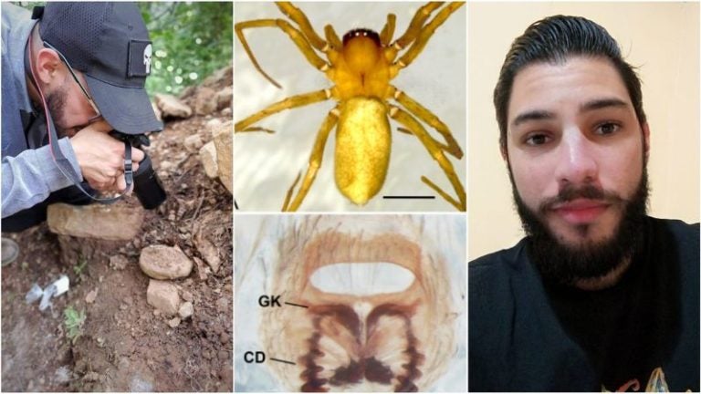 Investigador descubre nueva especie de araña en Honduras