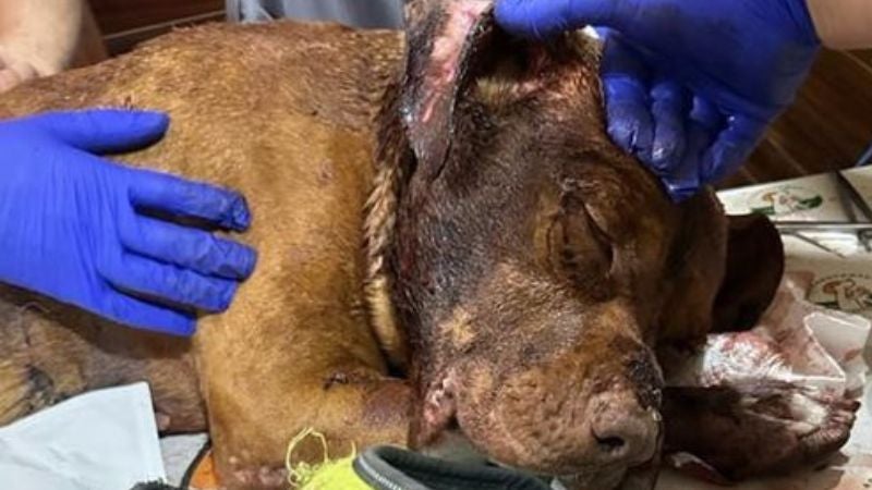 Conmovedora imagen de un perro herido tras recibir varios machetazos