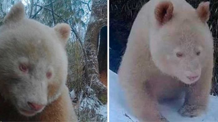 Captan a raro panda gigante albino en una reserva natural china