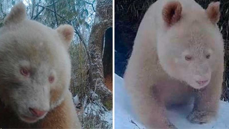 Captan a raro panda gigante albino en una reserva natural china