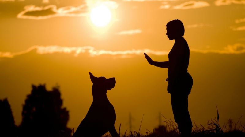 En Chile, un hombre entrena a su perro para que le enseñe a robar