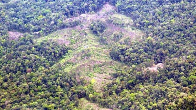 Bosques destruidos en La Mosquitia