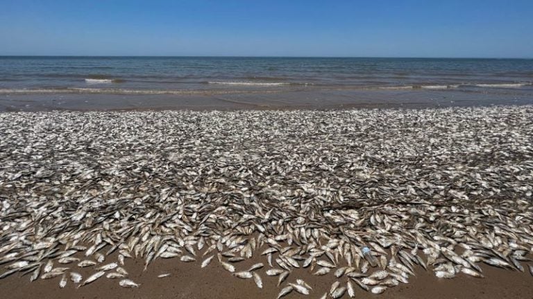 Video: Miles de peces muertos aparecen en costas de Texas, EEUU