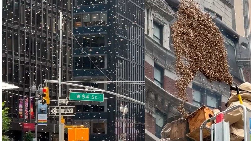 Miles de abejas invaden el centro de Nueva York y desatan el caos