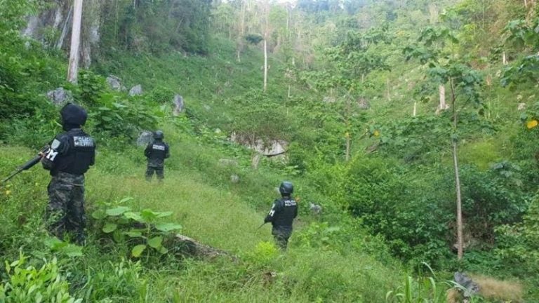 Aseguran más de medio millón de arbustos de coca en Olancho