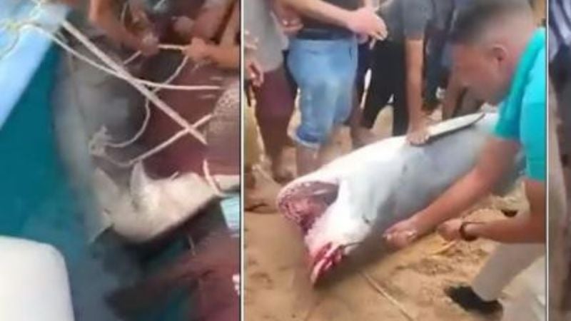 Tiburón que mató a ciudadano ruso en Egipto se exhibirá en un museo