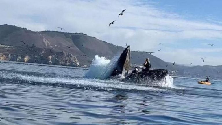 Ballena se traga a dos mujeres en EEUU y luego las escupe