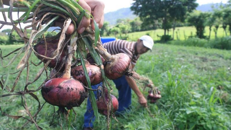  Productores de cebolla y la SAG buscan cambios en reglamento de exportaciones