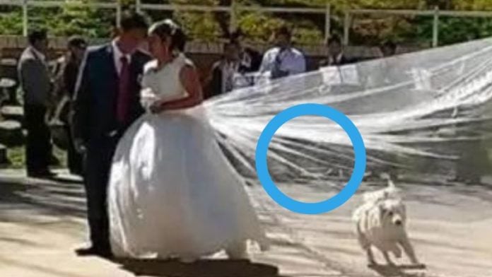 Perrito roba velo de novia en plena sesión de fotos