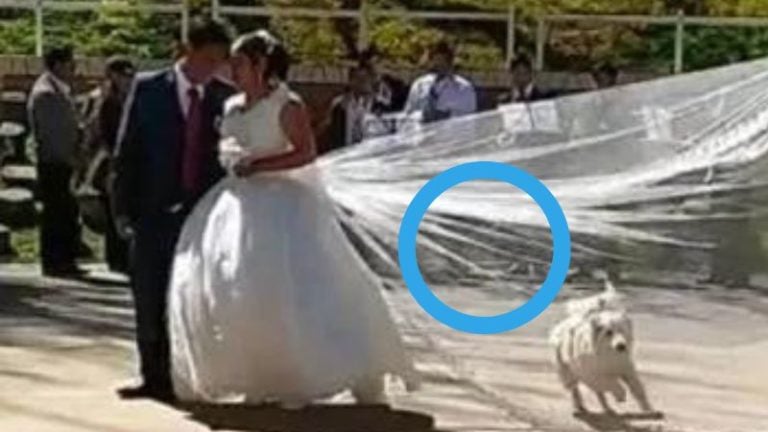 Perrito roba velo de novia en plena sesión de fotos