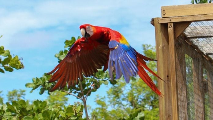 Copán Ruinas realizará la décima liberación de Guacamayas Rojas