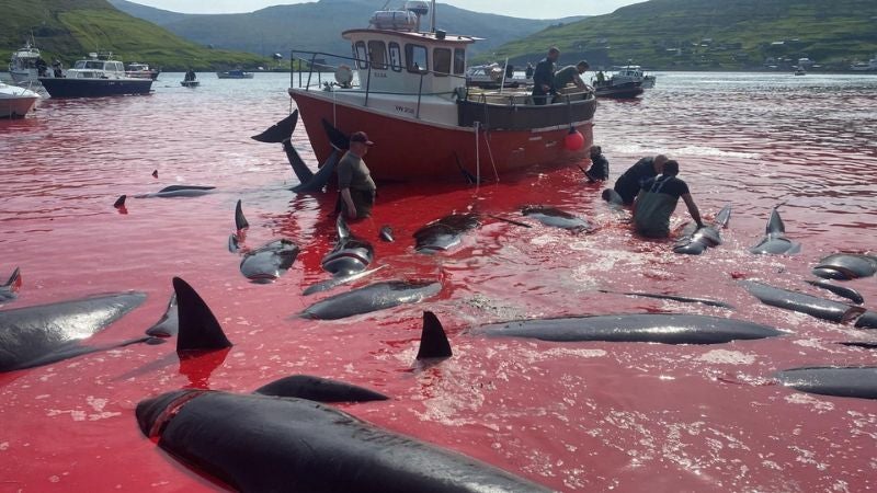 Masiva matanza de ballenas en las islas Feroe, en Dinamarca, como parte de una 