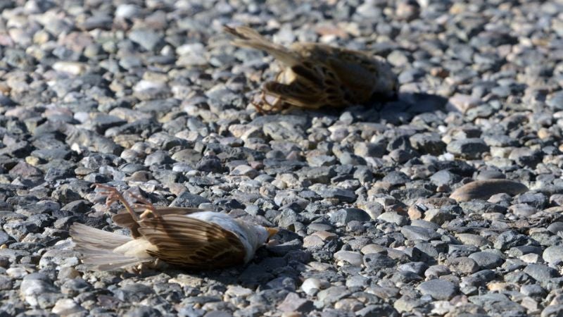 Las autoridades mexicanas descartaron que la muerte de cientos de aves en las costas del Pacífico se debiera a la gripe aviar.