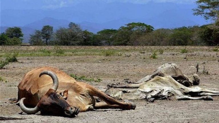 Unas 1,500 reses han muerto por la sequía en Olanchito: Fenagh