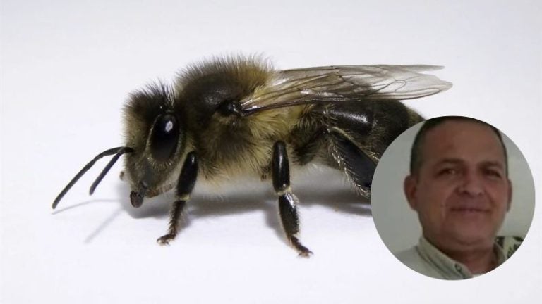 Hombre muere tras ser picado por una abeja negra en Tegucigalpa