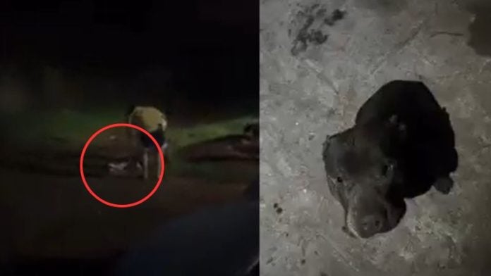 Joven graba perro matar a otro