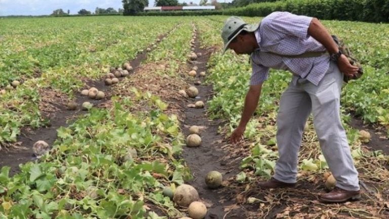 Comisión Agraria beneficiaría inversión y empleo si supera retos