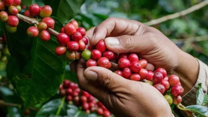 Ingresos exportación café disminuyen