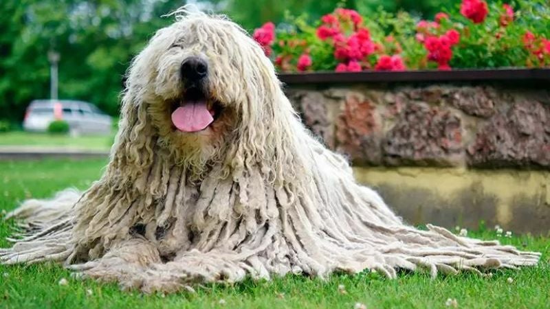 El komondor perros