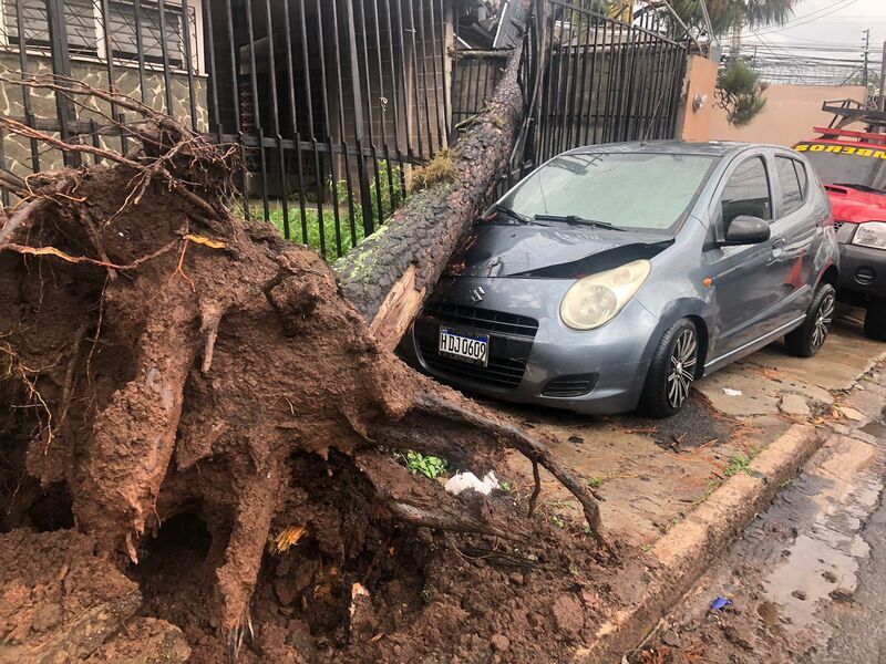 Árbol aplasta carro en Colonia Miramontes 