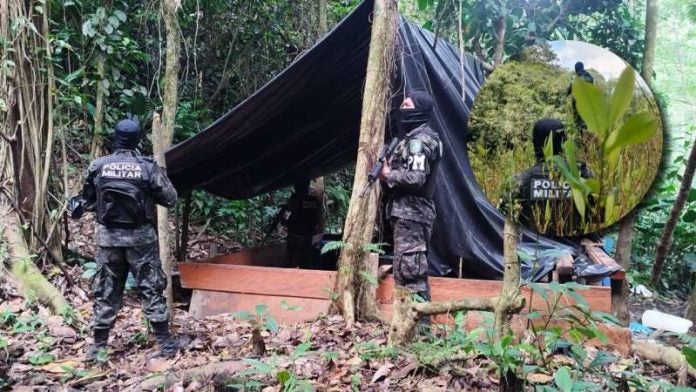 Arbusto de coca en Pico Bonito