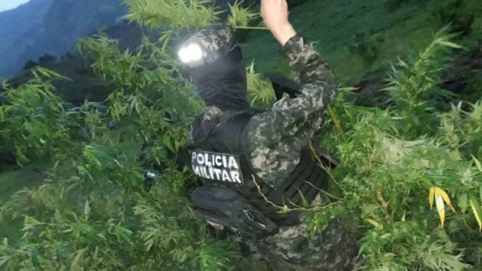 Plantación de marihuana en Olanchito