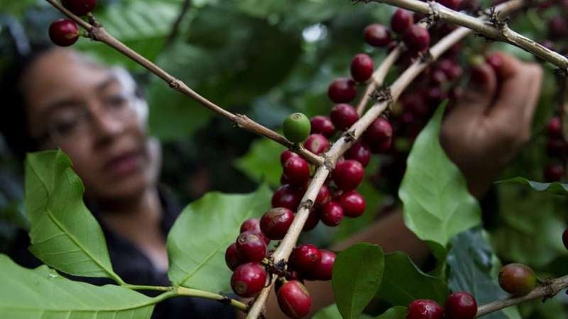 Plagas y lluvias afectarán cosecha de café