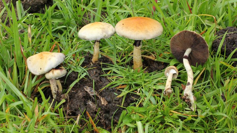 Hongos alucinógenos 