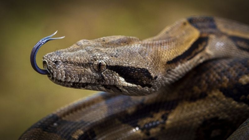 Niño sobrevive a ataque de enorme serpiente en Danlí, El Paraíso