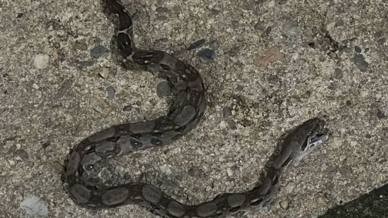 Niño sobrevive a ataque de enorme serpiente en Danlí, El Paraíso