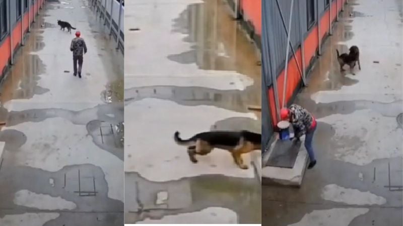 Un perro llamó la atención de una persona para ayudar a otro perrito