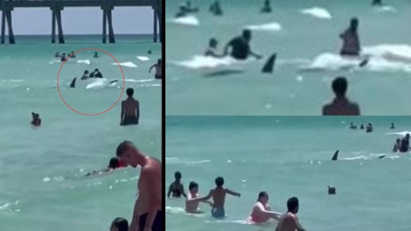 Tiburón en playas de Florida