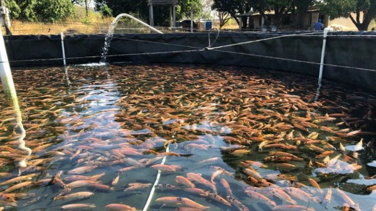 Productores de tilapia reportan pérdidas de más de L70 millones