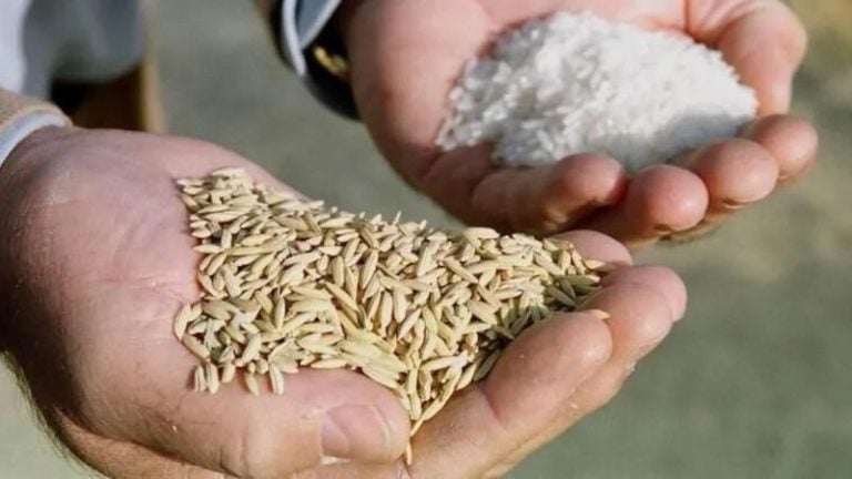 Fijan a 500 lempiras quintal de arroz