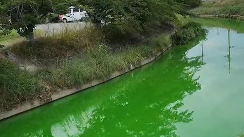 Sorpresa en Japón: un río se vuelve repentinamente de color verde fosforito