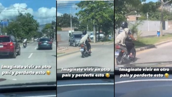 Perro en motocicleta en Tegucigalpa