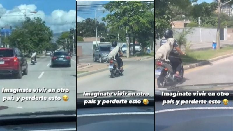 Perro en motocicleta en Tegucigalpa