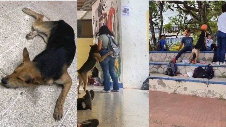 Mocho el perro de la UNAH