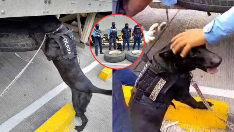 Oso perro policía cocaína Copán