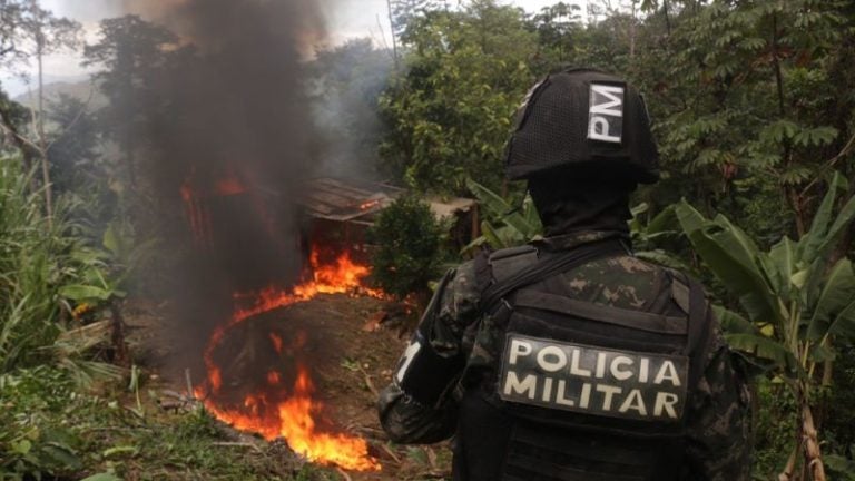 Erradican 144 mil arbustos de coca en Cerro La Libertad, Olanchito