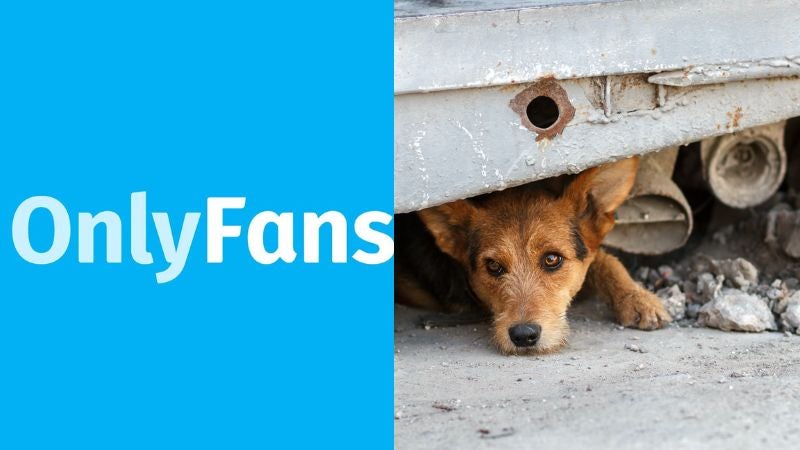 Joven abre OnlyFans para ayudar a perritos callejeros