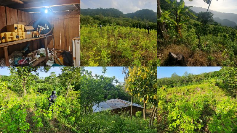 Plantación coca Trinidad