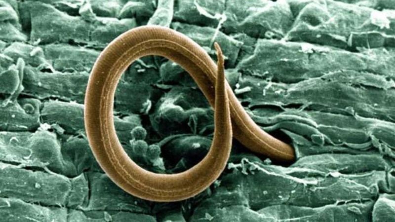 Reviven en Siberia a gusano de 46 mil años capaz de reproducirse