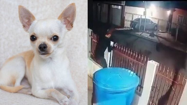 Pequeños perros chihuahua espantan a ladrón que intentó robar casa