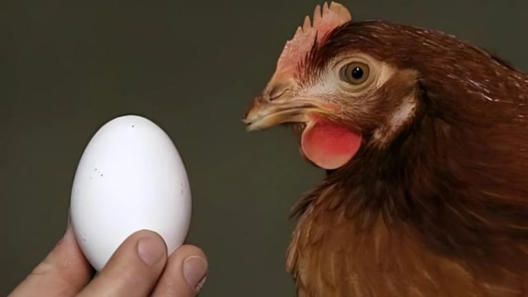 ¿Qué fue primero, el huevo o la gallina? ChatGPT resolvió el dilema